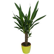 yucca 1 tronc - cache pot lime